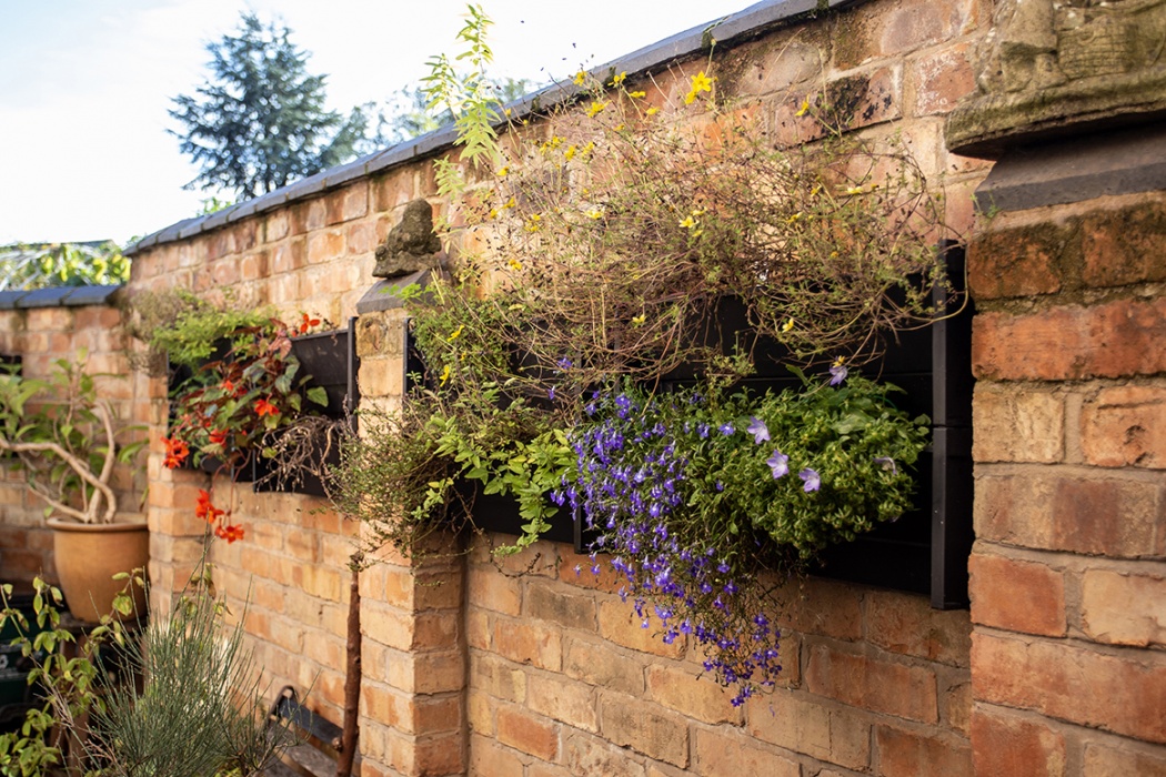 Vertical planting in the courtyard